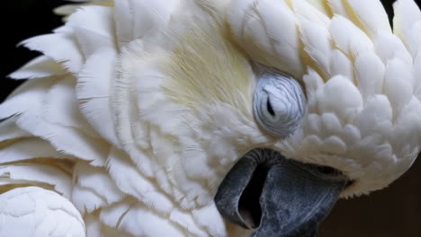 close-up of a white cockatoo