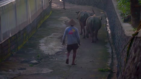 Farmer-herding-water-buffalo-through-village-to-rice-fields-in-Indonesia