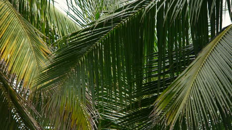 feuilles de cocotier tropical se balançant dans le vent - gros plan