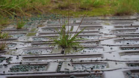 rain on paving slabs, grass growing through concrete.