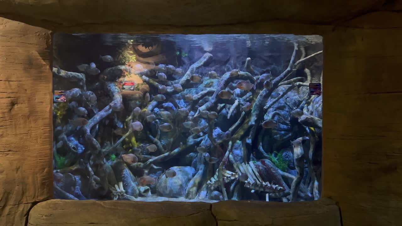 우즈베키스탄 타슈켄트 의 마법 도시 에 있는 매혹적 인 수족관 에서 조용 한 물고기