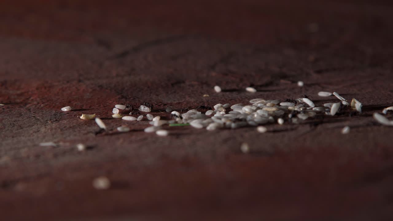 수백 마리 의 개미 들 이 도시 의 콘크리트 바닥 에서  ⁇ 고 있으며,  ⁇   ⁇  을 줄줄이 들고 개미  ⁇  을 향하고 있다