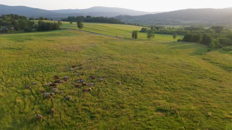 cinematic-view-from-a-drone-that-spins-around-a-herd-of-cows-on-a-green-field-in-the-countryside