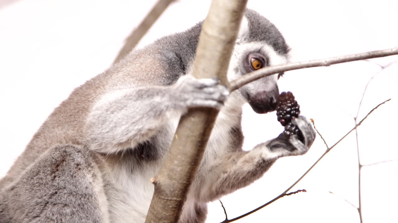 lémur colgando de un árbol sobre fondo blanco comiendo una baya