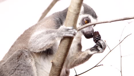 Lemur,-Der-In-Einem-Baum-Auf-Weißem-Hintergrund-Hängt-Und-Eine-Beere-Isst