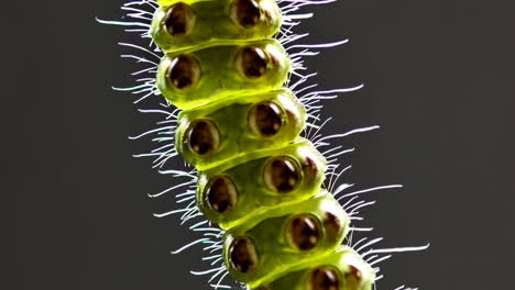 close-up of a caterpillar