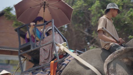 people riding on elephants