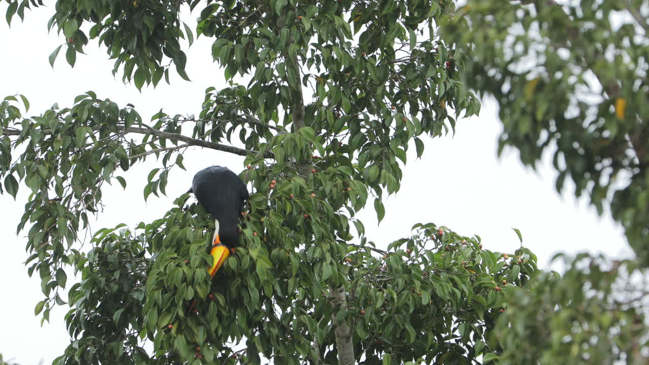 tucán en rama comiendo pequeños frutos rojos del árbol - brasil