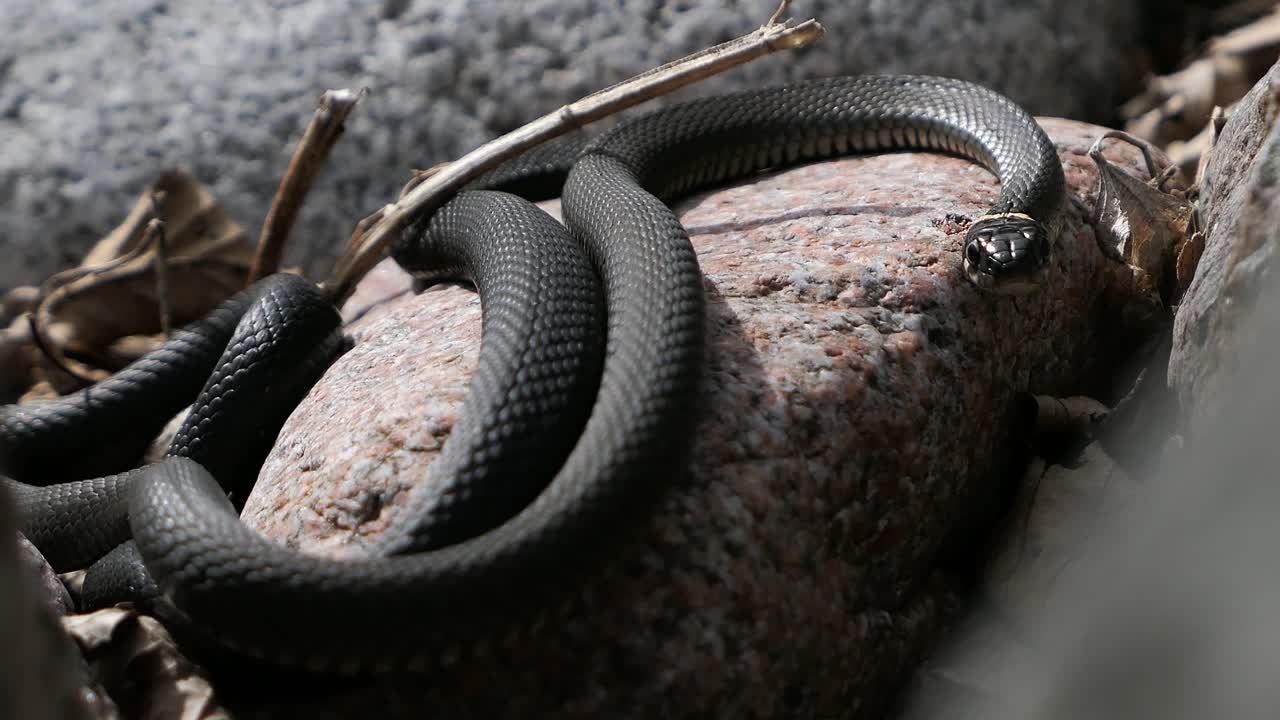 바위 위에 기어다니는 풀, 봄에 빛을 피우는