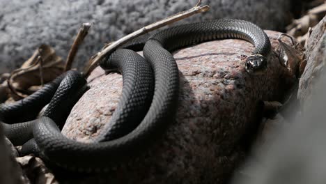 grass snake crawling on rock, snakes basking in sun in spring