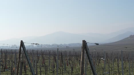 Scenic-panoramic-view-of-vineyard-in-the-morning-with-surrounding-mountain-landscape-in-Kaysersberg,-France