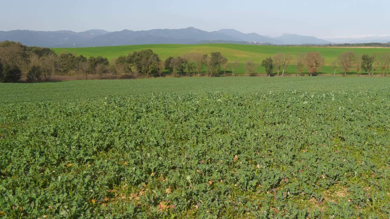 hermoso campo verde recién sembrado con cielo azul y árboles en el fondo y montañas