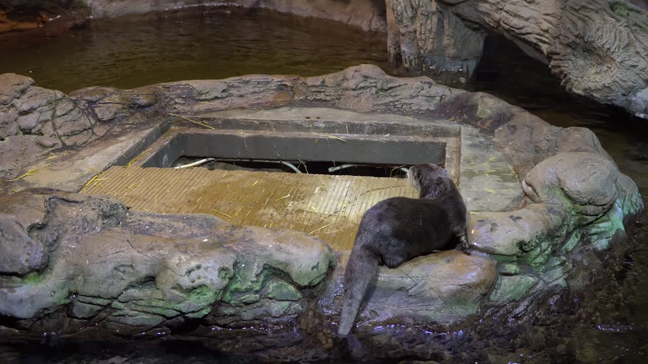 A cute attentive otter couple lying on a rock in the middle of a pond