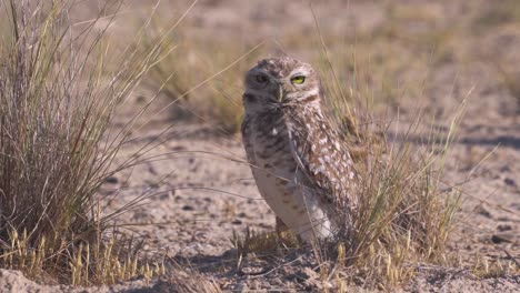 Burrowing-Owl-On-Dry-Land-On-A-Sunny-Day---close-up,-slow-motion