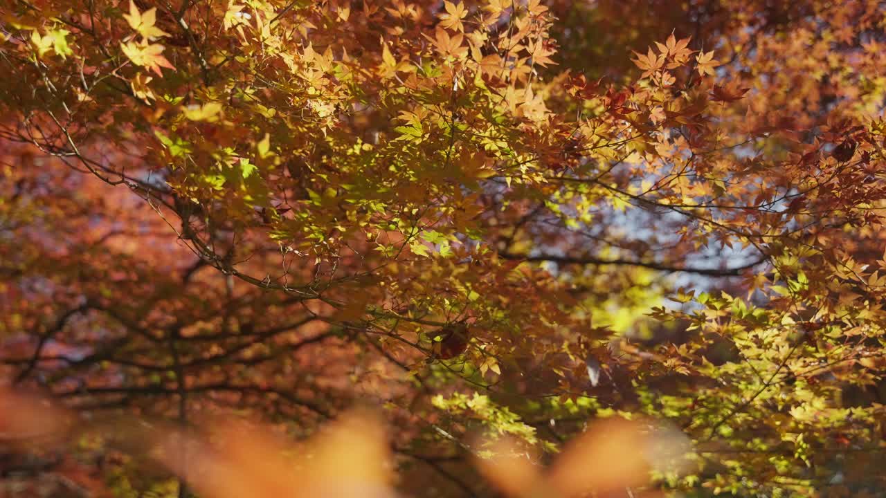 4K RED Autumn Colors Japan Momiji 60FPS SLOWED DOWN TO 40% SPEED