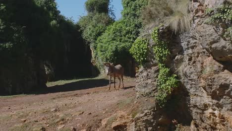 Cebra-Parada-Sola-Durante-Un-Caluroso-Día-Soleado