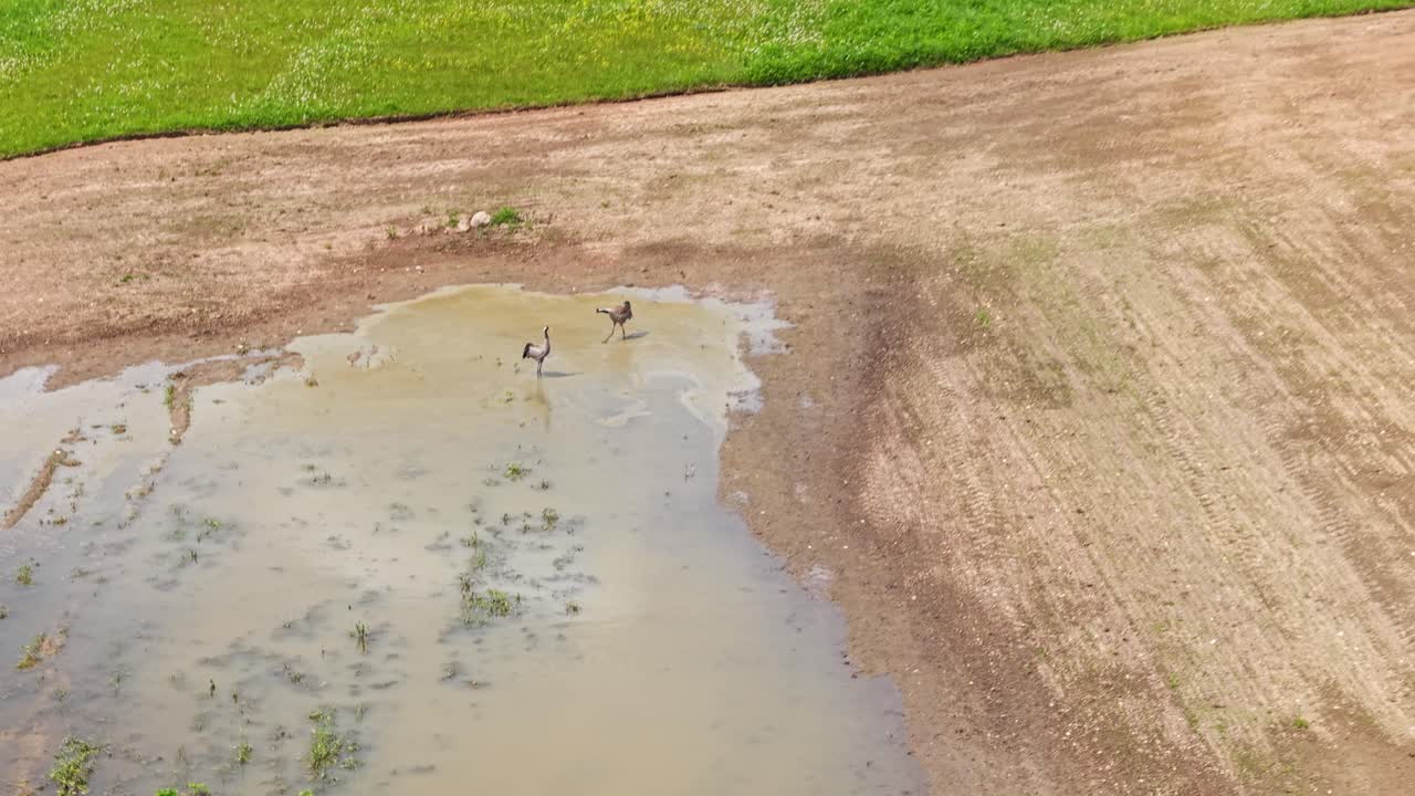 Two cranes walk across green meadow in rural area, seen from above in calm setting