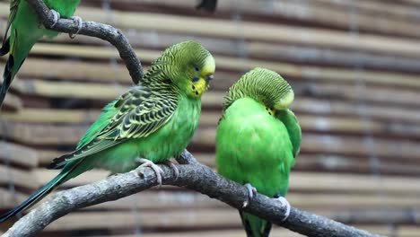 close-up of a two beautiful yellow-green parrot or melopsittacus undulatus perched on a wooden branch