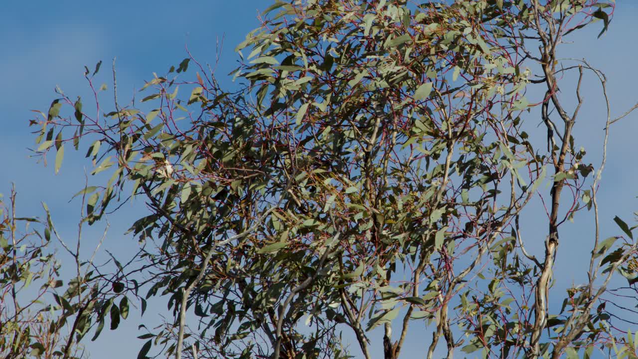 Eucalyptus tree foliage moves in breeze, bright daylight, clear blue sky, steady camera, natural mood