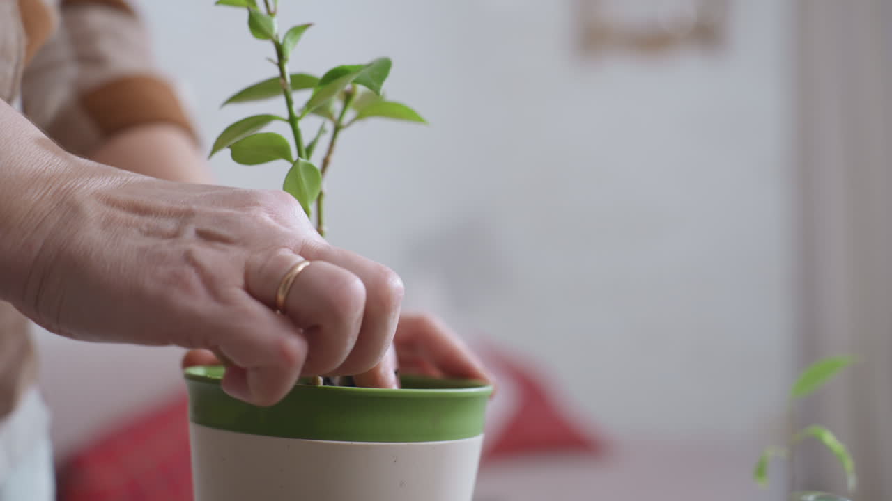 Horticulturist gently places young root plant into plastic pot pressing moist soil around stem with thumb capturing delicate care and detailed repotting ritual in cozy indoor setting under soft light