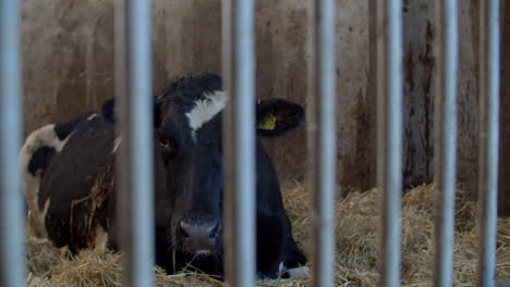 Cow-looking-into-camera