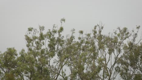 Australian-native-bushland-in-Lamington,-Scenic-Rim-under-gentle-rain-and-wind