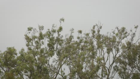 selva nativa australiana en lamington, borde pintoresco bajo lluvia suave y viento
