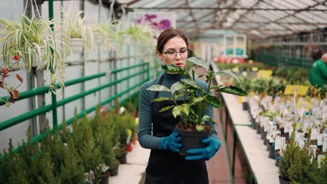 Trabajador-De-Jardinería-Caminando-Con-Una-Planta-De-Hoja-Y-Colocándola-En-Un-Soporte