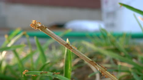 red ants climbing a blade of grass in the middle of a suburban lawn