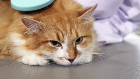 adorable sleepy ginger cat being brushed by the owner