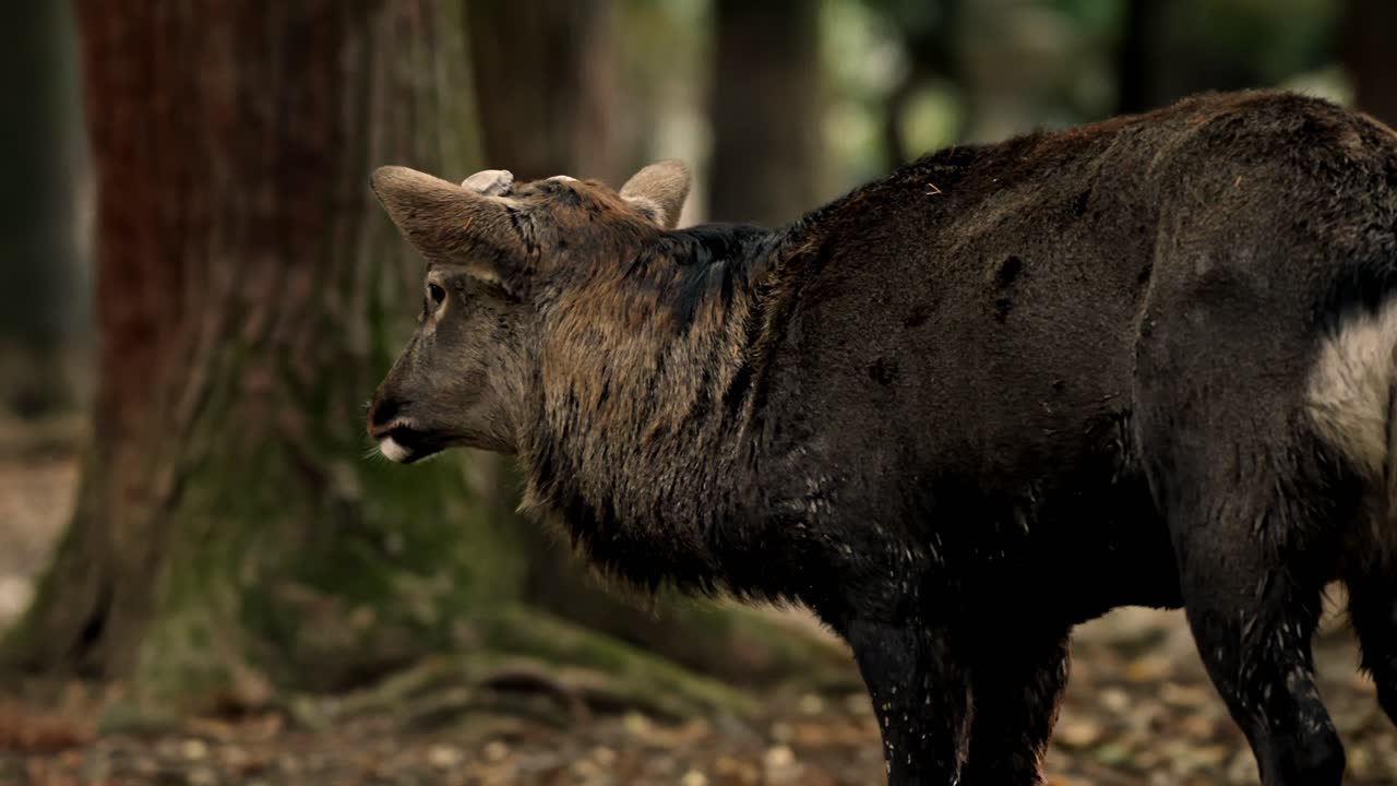 A serene view of a deer wandering through the tranquil forest of Nara Park in Japan. Capturing the peaceful coexistence of wildlife and nature in this iconic location.