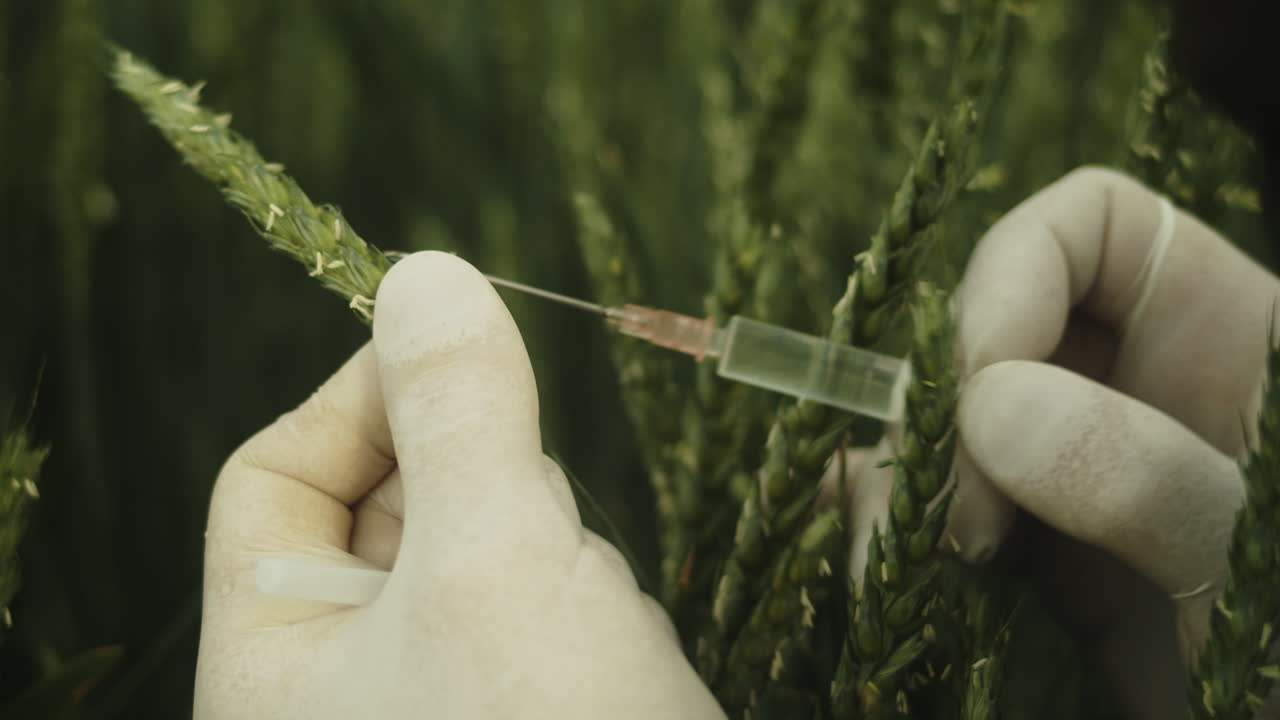 un primerísimo plano de la aguja de la jeringa en grano de trigo, campo en segundo plano.