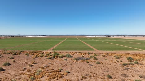 Toma-Aérea-De-Drones-Volando-Sobre-Campos-Plantados-Agricultura