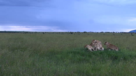 cuatro cachorros de león africano corriendo hacia su madre que llega, masai mara, kenia