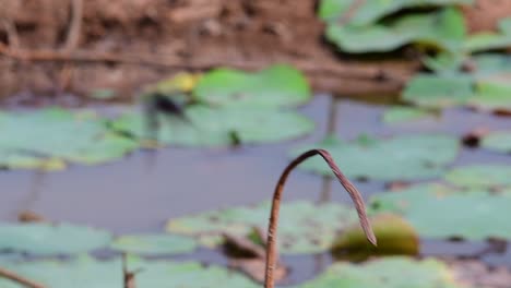 A-small-fast-moving-bird-which-is-found-almost-everywhere-in-the-world,-most-of-the-time-flying-around-to-catch-some-small-insects