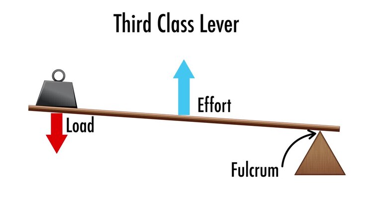 Animation illustrating the function of a third class lever.