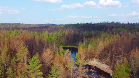 Luftaufnahmen-über-Der-Unberührten-Wildnis-In-Den-Nördlichen-Wäldern,-Die-Teilweise-Von-Großen-Waldbränden-Betroffen-Waren