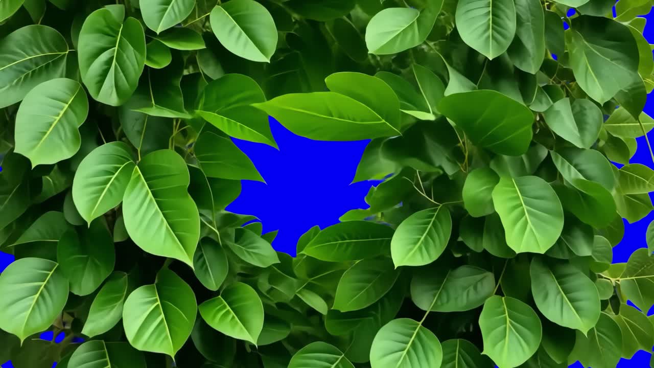 Green leaf border frame animation, transparent 4K video, green screen