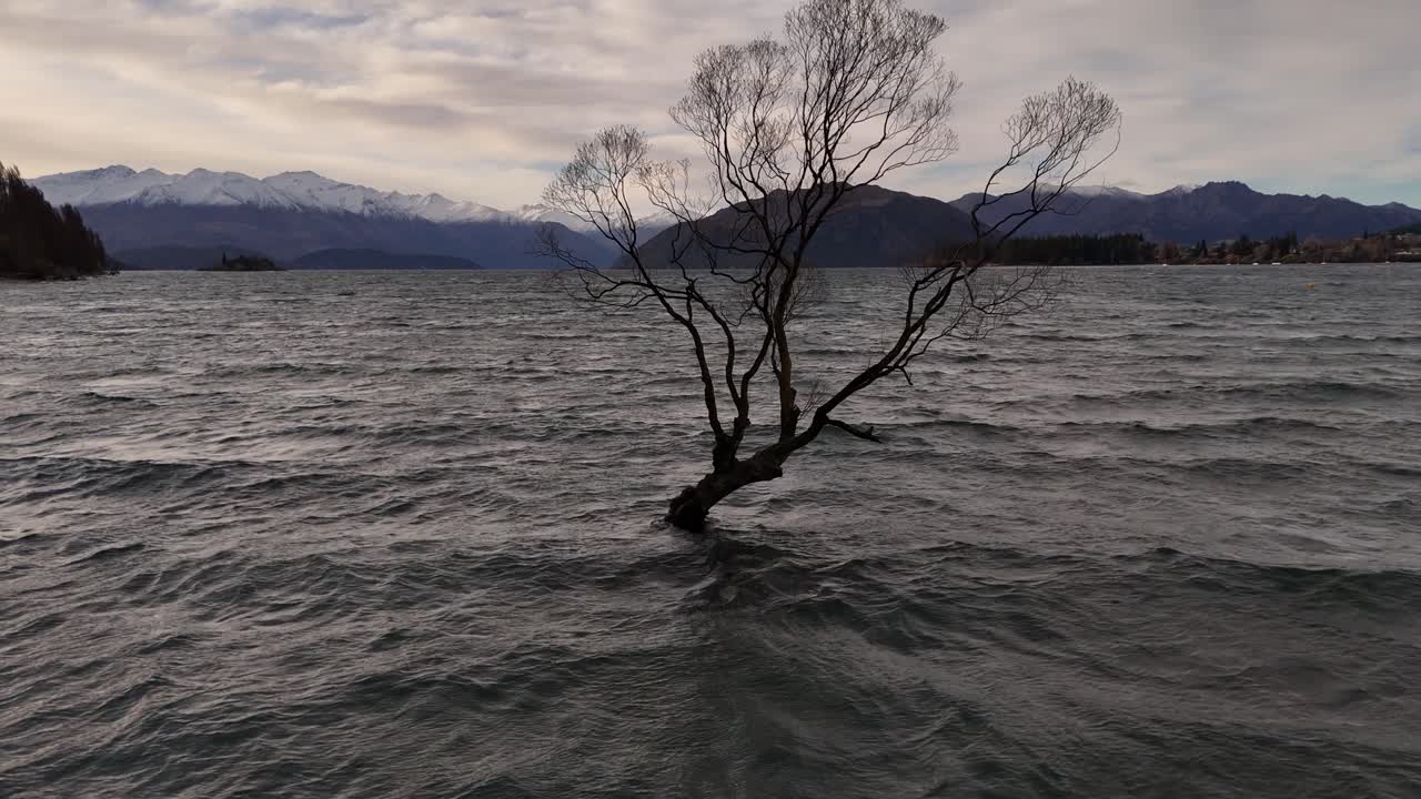 Iconic Wanaka Tree in New Zealand standing alone in the lake with gentle waves, bare branches, distant mountains and soft cloudy sky creating a calm natural landscape, aerial drone