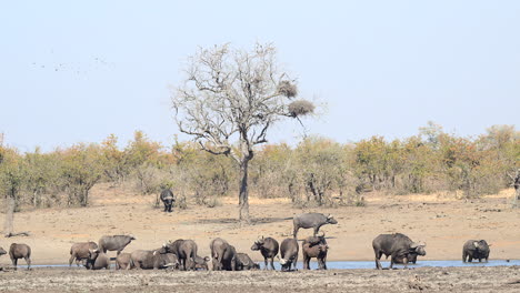 Manada-De-Búfalos-Del-Cabo-Reunidos-Alrededor-De-Una-Pequeña-Piscina,-Un-Toro-Acercándose-Desde-El-Bosque