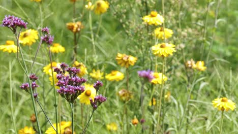 colorful wildflowers swaying gently in breeze