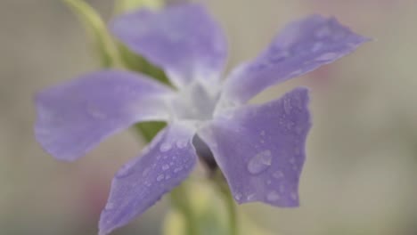 water droplets on purple ivy flower in garden