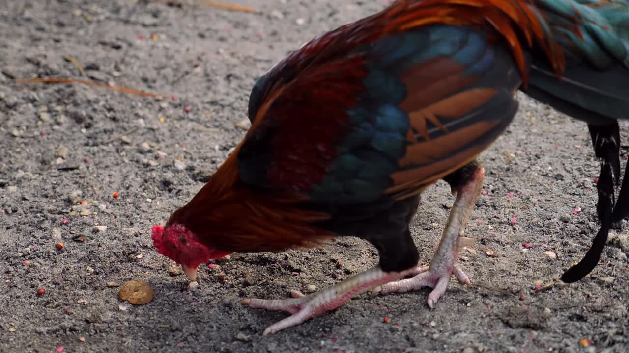 Rekaman gerak lambat seekor ayam jago mematuk pelet makanan di tanah kasar di sebuah peternakan
