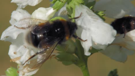 blooming white obedient flowers with two bees collecting pollen at spring - close up