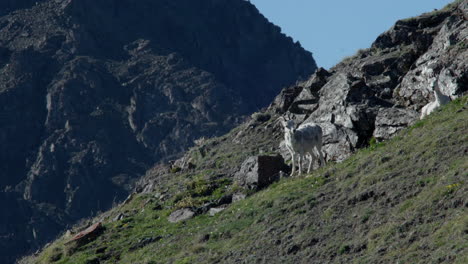 stone sheep over steep sheep mountains in kluane national park of yukon, canada