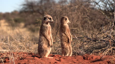 meerkats standing in the morning sun in the southern kalahari desert in africa