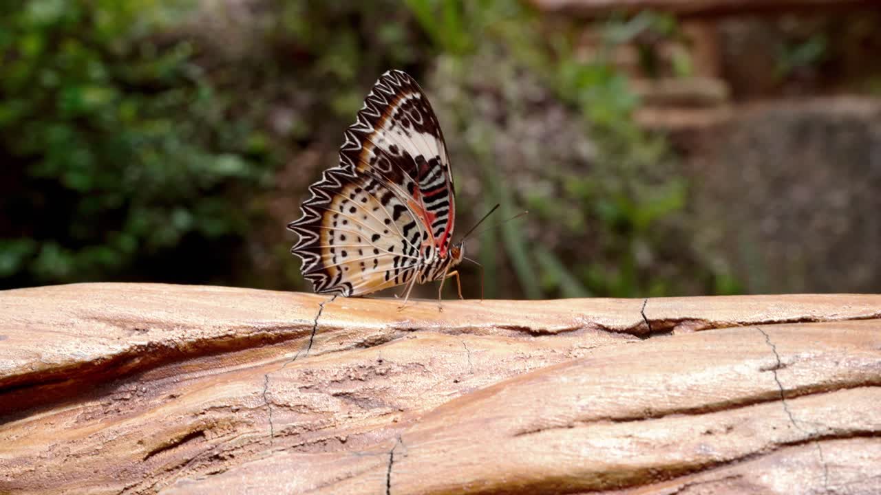 panorámica cinematográfica de primer plano de la mariposa leoparda hembra cethosia cyane pha chor canyon chiang mai la mariposa agita y agita sus alas mientras está en un tronco parque nacional mae wong