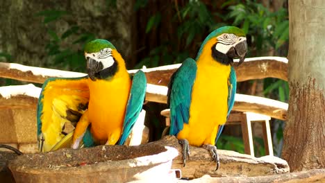 close up macaw bird  in chiangmai  thailand