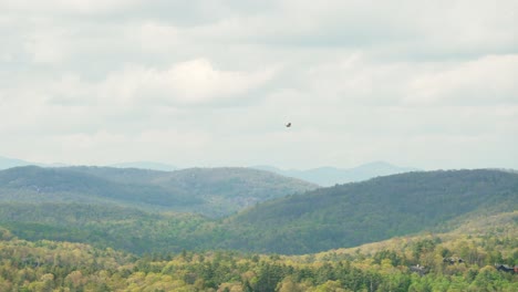 halcón o águila negra volando sobre las exuberantes montañas de bosque verde en busca de presa