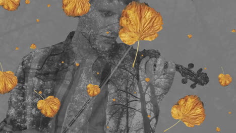 animation of orange leaves falling over caucasian man playing violin on grey background